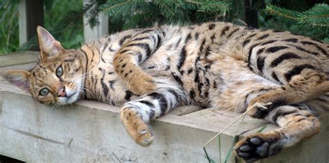 What's the real cost of a hybrid cat like a Bengal or Savannah?