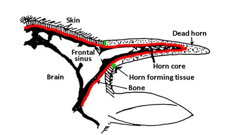 Horns or Antlers? - Animal Ethics RI