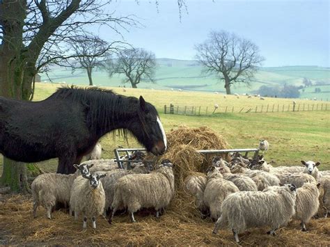 Yorkshire Dales | Beautiful horses, Horses, Farm animals