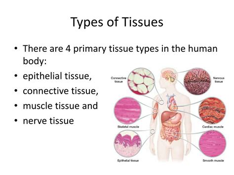 Tissue And Its Types Pdf