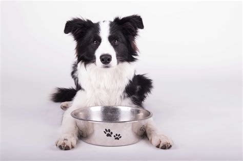 How Much to Feed a Border Collie (Puppy & Adult Feeding Chart)