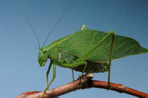 Predators and Parasitoids of Brown Marmorated Stink Bug Eggs | NC State Extension