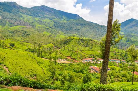 Tea Gardens at Munnar, stock image. Image of farming - 272557799