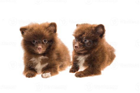 Pomeranian spitz puppy 8426929 Stock Photo at Vecteezy