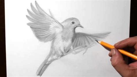 How to Draw a Robin in Flight | Pencil Drawing - YouTube