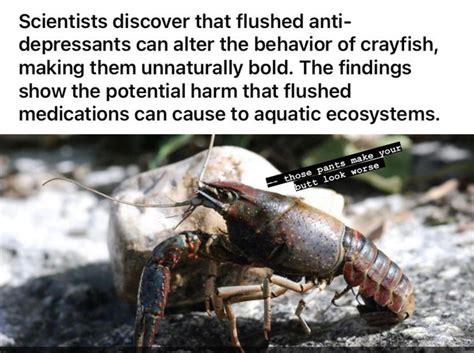 Bold crayfish - Meme Guy