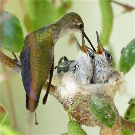 Do hummingbirds lay down to sleep? - DIY Seattle