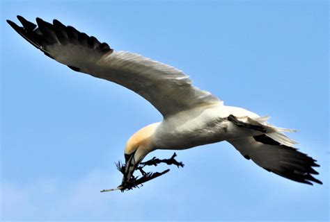 A view of a Gannet 12706759 Stock Photo at Vecteezy