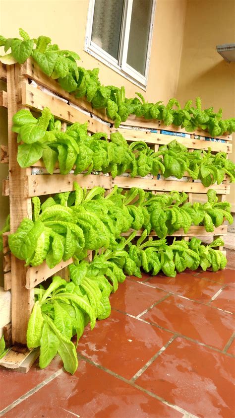 Grow Fresh Vegetables at Home with Pallet Recycling