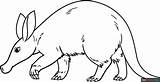Aardvark Coloring Page  Easy Drawing Guides sketch template