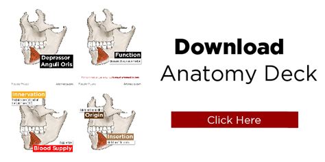 Depressor Anguli Oris Muscle - Artomedics Studio