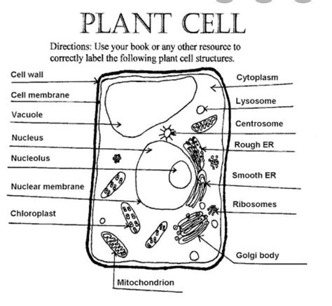 draw diagram of plant cell with name - Brainly.in