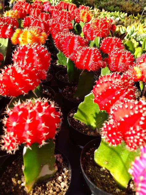 Mini Cactus Succulents. | Different types of succulents, Succulents, Cactus species