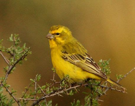 Yellow canary - Wikipedia