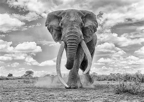 Stunning African Elephant Photography Pays Homage to Majestic Beings