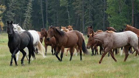 Are there wild horses in canada