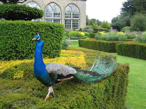 Warwick Castle - The Peacock Garden © David Stowell cc-by-sa/2.0 :: Geograph Britain and Ireland