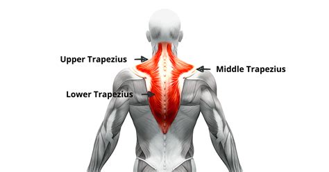 How To Fix Trapezius Pain Fast [Ultimate Guide] | Trapezius muscle pain, Neck pain, Muscle pain