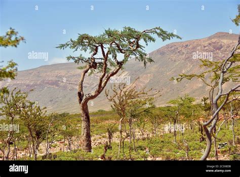 Boswellia sacra tree hi-res stock photography and images - Alamy