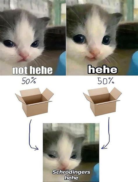 Schrödinger's Hehe Graph | Hehe Cat | Know Your Meme