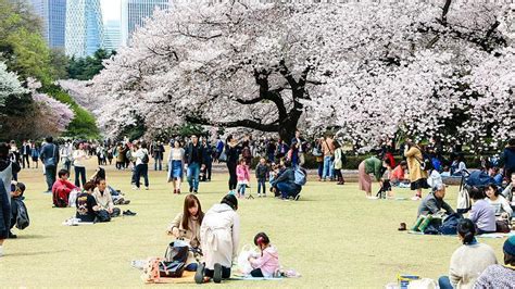 Shinjuku Gyoen National Garden Summer | Fasci Garden