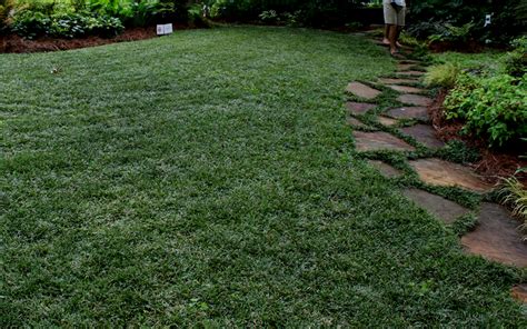 Buy Dwarf Mondo Grass Online From Wilson Bros Gardens