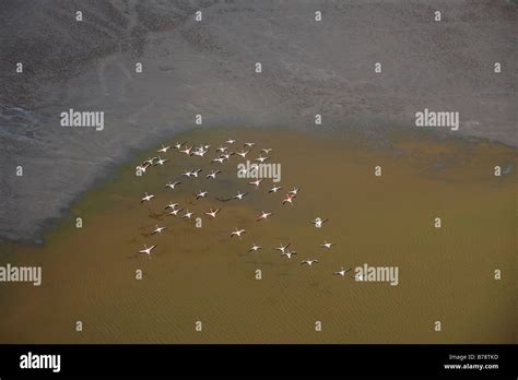 Aerial view of a flying flock of flamingos flying Stock Photo - Alamy