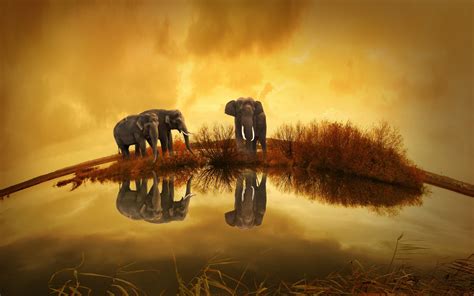 3840x2400 Resolution Elephants Wildlife River Thailand UHD 4K 3840x2400 Resolution Wallpaper ...