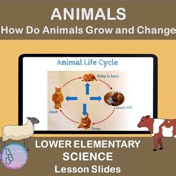 Animals -How Do Animals Grow | PowerPoint Lesson Slides Lower ...