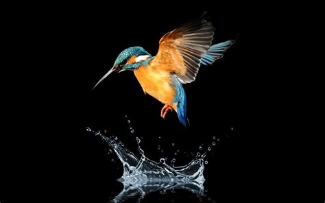 Download Splash Water Bird Animal Kingfisher HD Wallpaper