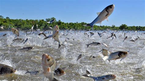 WoW !! Fishermen Fishing Catch a Lot of Fish on River - Big Catch hundreds of tons of fish - YouTube