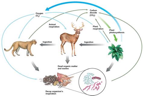 The Cycling of Materials in Ecosystems—Biogeochemical Cycles ...