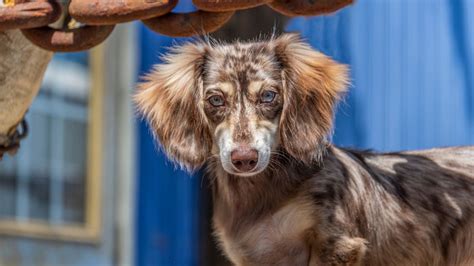 Long Haired Dachshund: Essential Care and Grooming Guide – PawSafe