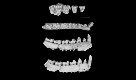 Primate Fossils In China Tell Story Of Ancient Climate Change - Asian Scientist Magazine