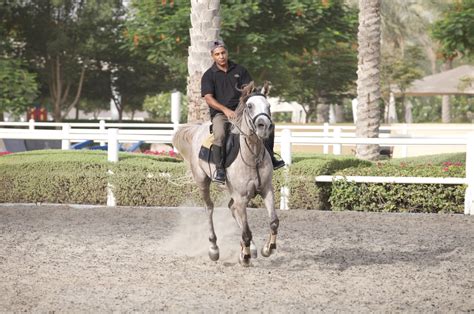 Horse riding in Dubai