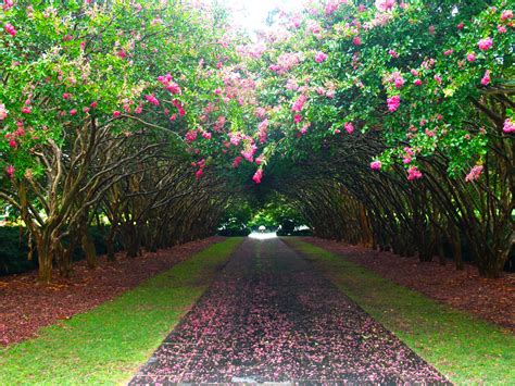 Gardening Tips: Trees and Your Root Flare - Dallas Arboretum and Botanical Garden Blog