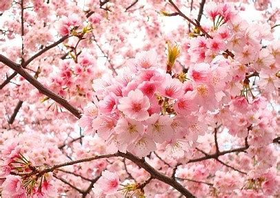 Pemandangan Bunga Sakura Di Jepang