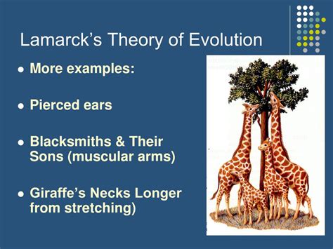 PPT - Lamarck vs. Darwin PowerPoint Presentation, free download - ID:6398652