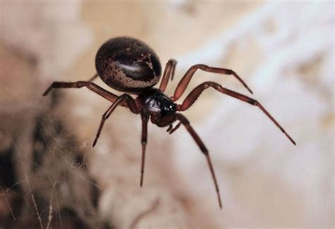 22 of the spiders you might find in Michigan (and one you likely won't ...