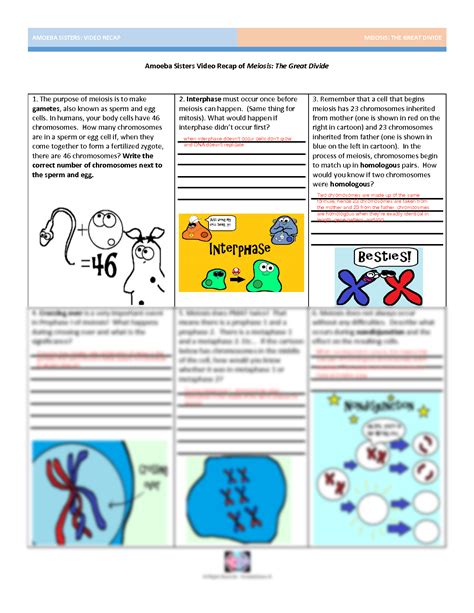 Amoeba Sisters Meiosis Video Recap