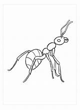 Dibujos De Hormigas Para Colorear Sketch Coloring Page sketch template