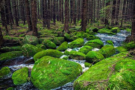 Nationaal Park Harz - Hd Wallpaper Harz Narrow Gauge Railroad Harz National Park Germany ...