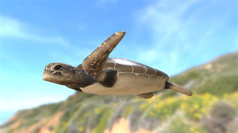 Sea Turtle - 3D model by virtuawave [39b08cd] - Sketchfab