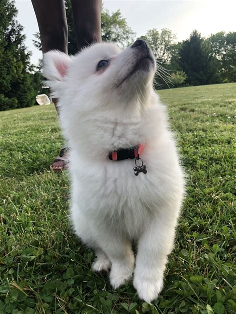 Pin on Miniature American Eskimo