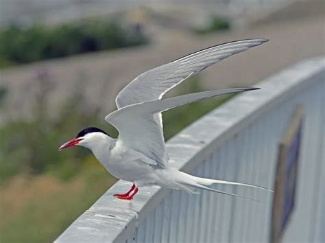 Fun Arctic Tern Facts For Kids | Kidadl