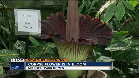 "Stinky" flower in full bloom at Mitchell Domes