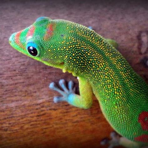 Gold Dust Day Gecko | Project Noah