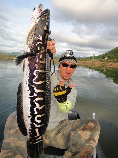 Thailand Giant Snakehead (Toman) And Wild Fishing.: Hot Pursuit MAMA Toman By BKKGUY