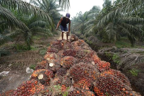 28 Percent of Indonesia’s Palm Oil Landbank Is Stranded | Chain ...