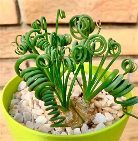 This Curly Succulent Houseplant Has Amazing Spiraled Leaves